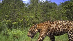 The lushly forested nation of Guyana on Thursday joined a regional pact to protect jaguars, the elusive spotted cat that is the biggest land predator in the Americas but is vulnerable due to expanded agriculture and mining that carves away at their fragmented habitat.